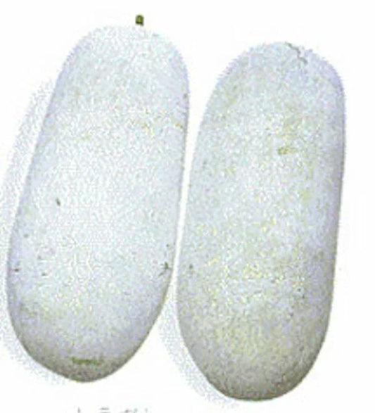 Wax Gourd Seeds - Winter Melon Seeds - Benincasa Hispida - Heirloom Variety - Shipped with Tracking