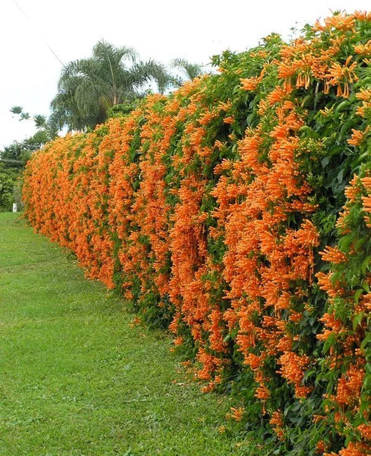 Phyrostegia Vine Starter Plant - Small Rooted - Florida Flame - Hummingbird Attraction - Perfect for Gardens