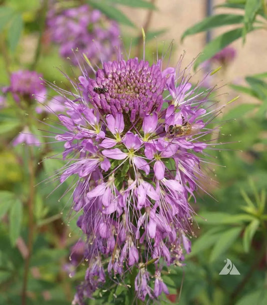 Cleome Seeds - Rocky Mountain Bee Plant - Non-GMO - Honey Bees & Butterfly Host Plant - 400 Seeds