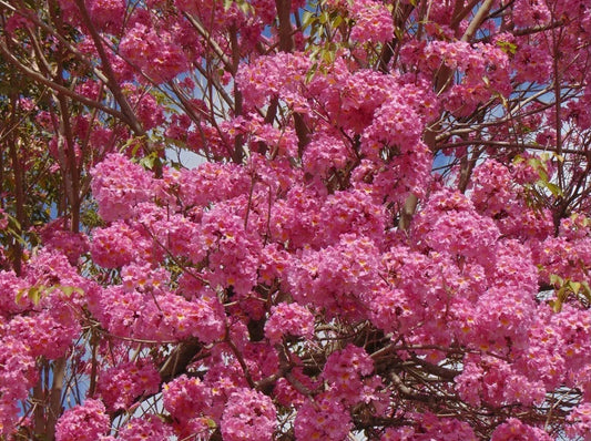 Tabebuia Trumpet Tree Starter Plant 12”-18” - Tabebuia heterophylla - Rooted Tropical Tree for Gardens and Landscapes