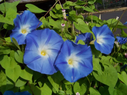 Morning Glory Seeds - 55 Seeds - Heavenly Blue Variety - Ipomoea purpurea - GroCo USA - Ships Free