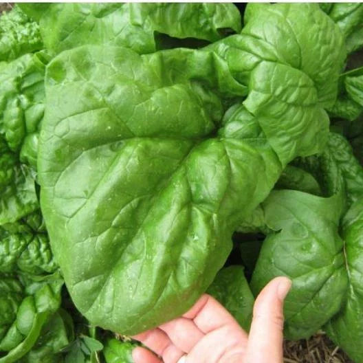 Spinach Seeds - 135 Count - Giant Noble Variety - Huge 25" Leaves - GroCo USA