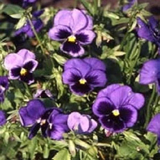 Viola Swiss Giant Ullswater Seeds - 50 Pansy Seeds for Colorful Garden Blooms - Ideal for Planting and Flower Beds