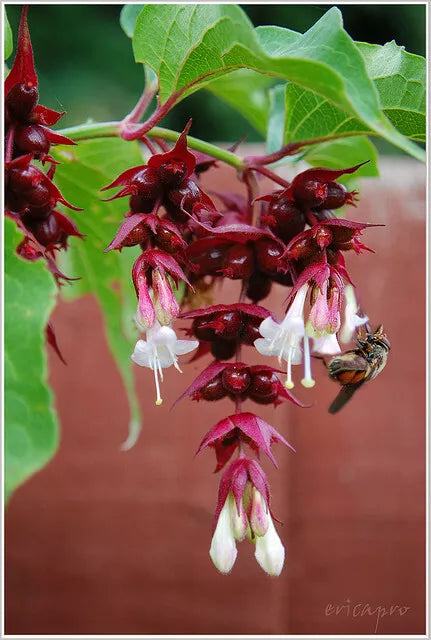 Himalayan Honeysuckle Bush Seeds - 200 Count - Hardy Perennial, Symphoricarpos albus - Maries Green Garden