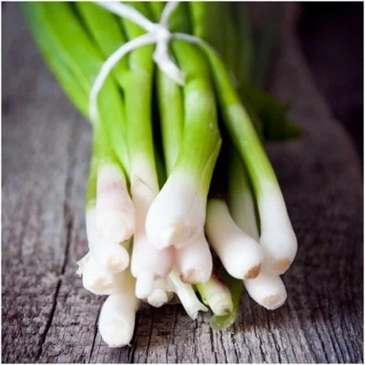 Tokyo Long White Bunching Onion Seeds, Scallions, NON-GMO, Heirloom Variety, Allium fistulosum