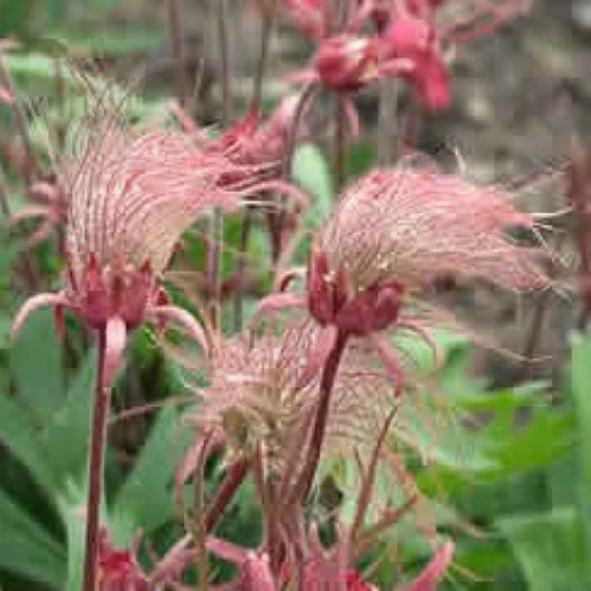 Prairie Smoke Seeds - 10 Seeds - Unusual Pink Geum triflorum - Buy 15, Ships Free