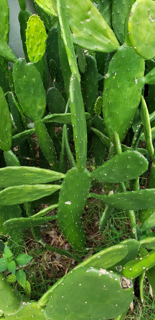 15+ Cactus Pads, Opuntia Nopal, Edible for Tortoise & Reptiles, Nutrient-Rich Superfood