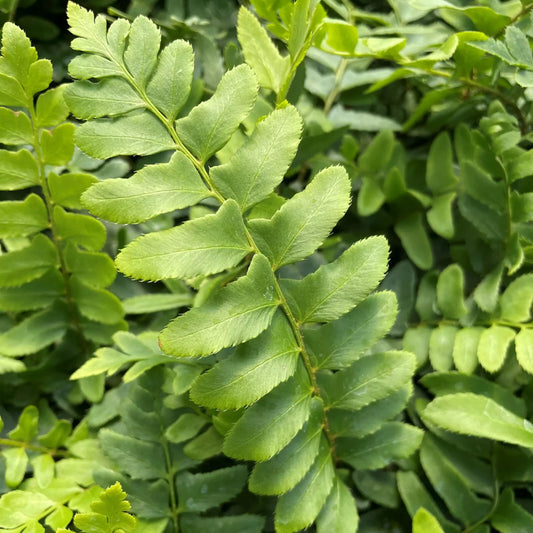Christmas Fern Bare Root Plants - Polystichum - 25 Pack - Hardy Perennial for Shade Gardens and Landscaping