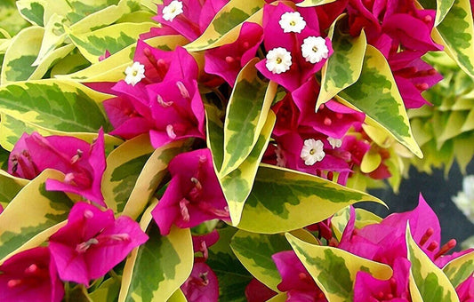 Pink Pixie Queen Bougainvillea Starter Plant - Small Well Rooted - Tropical Flowering Vine - USA Seller