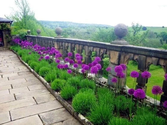 Purple Sensation Seeds - 10 Pack - Large 4-6" Flowers - Allium aflatunense - Attracts Butterflies