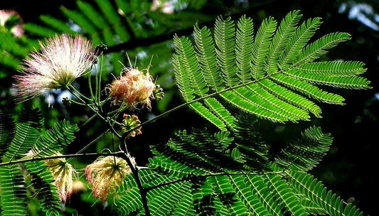 Mimosa Seeds - Persian Silk Tree - Pink Flowers - Albizia julibrissin - Garden Planting