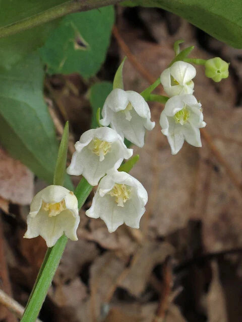 Lily of the Valley Bulbs (5-Pack) - Convallaria Majalis - Perennial Flowering Plant for Gardens, Spring Blooms