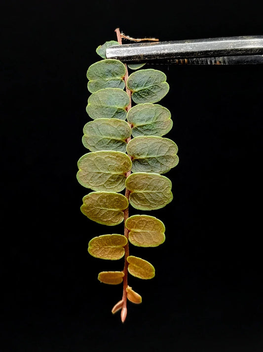Marcgravia sp. Mendez Cutting - 10-Leaf Terrarium Plant for Indoor Gardening