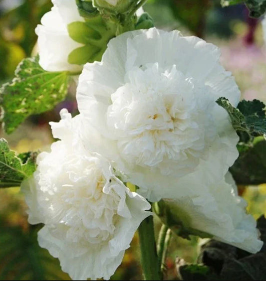 Hollyhock Seeds 25 Count Chater's Double White Peony Flowered Blooms Non-GMO Alcea rosea