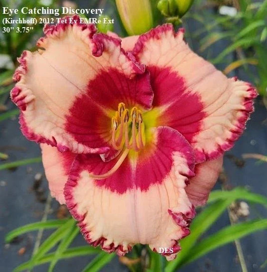 Daylily Live Plant - Eye Catching Discovery - Rebloomer - Hemerocallis