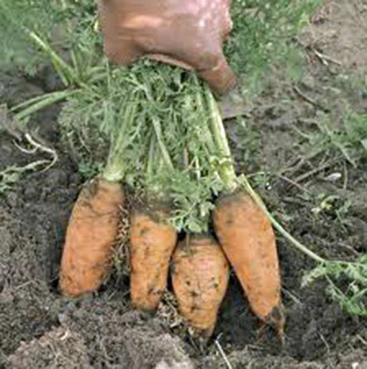 Heirloom Carrot Seeds - Danvers Half Long Variety - 50+ Seeds for Tasty Salads - Daucus carota
