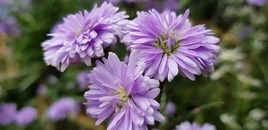 Purple Corn Marigold Seeds - 25+ Pack for Garden Planting - Tagetes erecta, USA Grown