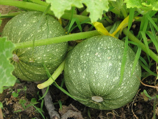 Zucchini Seeds - 16 Pack - Round Summer Variety - Cucurbita pepo - GroCo USA - Buy Any 15 Ships Free