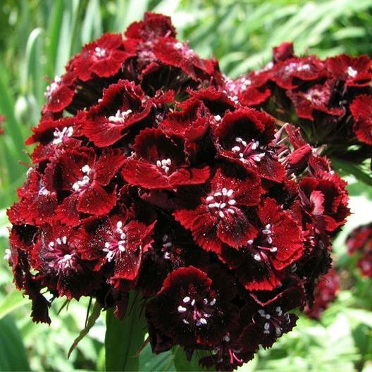 Sweet William Seeds 200 Count Dunetti Red Non-GMO Dianthus for Spring Blooms and Butterflies
