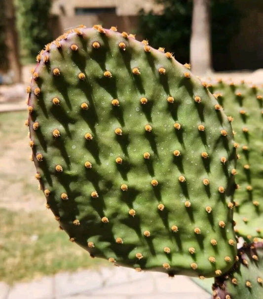 Opuntia Lubrica Prickly Pear Cactus Pad Segment Cutting - Live Plant, Succulent, Drought-Tolerant Gardening