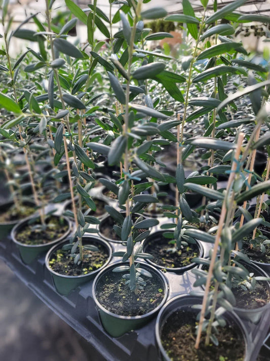 Arbequina Olive Tree in 4 Inch Pot - Live Plant with Robust Roots (Olea europaea)