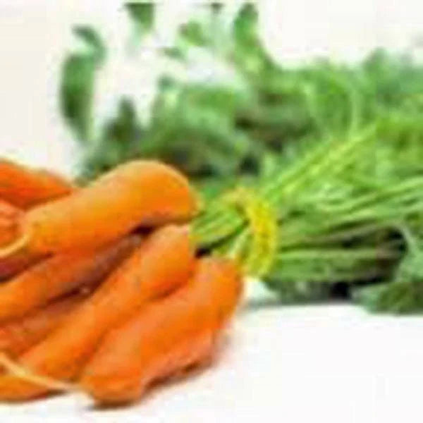 Carrot Seeds, Little Fingers Variety, Non-GMO, 100+ Seeds, Daucus carota