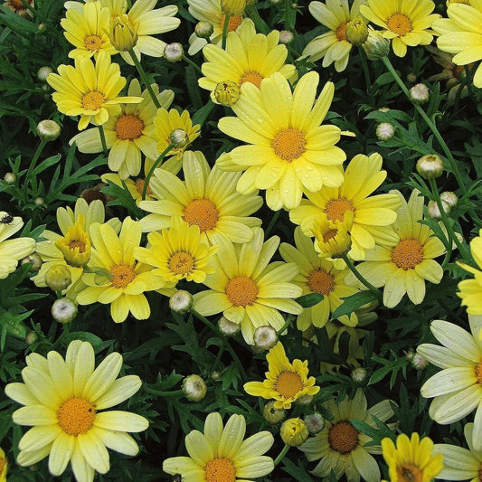 Yellow Marguerite Daisy Seeds - 200+ Count - Ideal for Garden Planting - Leucanthemum vulgare - USA