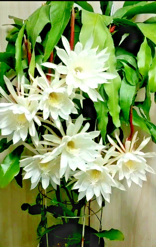 Night Blooming Cereus Cactus Orchid, 4" Pot, Epiphyllum oxypetalum, Rooted Plant, Unique Indoor Flowering Succulent