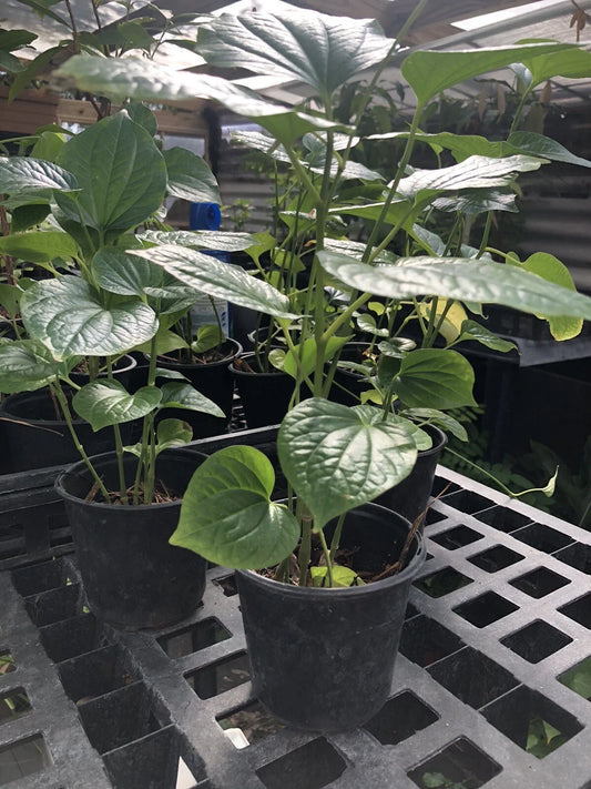 Well Rooted Betel Leaf Plant in Pot, Piper sarmentosum, Lá Lốt, PEPER Paan, Ideal for Culinary Use