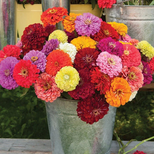 Zinnia Seeds - 100+ Benary Mix - Colorful Annual Flowers for Garden Planting - Zinnia elegans