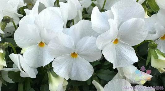 200+ White Pansy Seeds for Garden, Delta Pro Variety, Viola