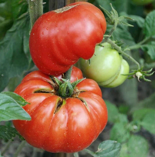 Mortgage Lifter Tomato Seeds - Large Beefsteak Heirloom Non-GMO - 100 Seeds - Indeterminate Variety
