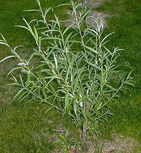 Jumbo Hybrid Willow Tree Cuttings - 12 Count - Thick Root Stock - Salix × sepulcralis