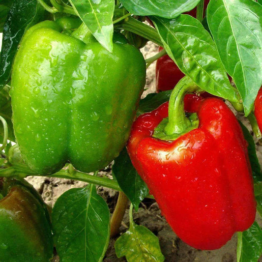 California Wonder Bell Pepper Seeds - 50+ Non-GMO Sweet Vegetable Seeds - Capsicum annuum - Free Shipping