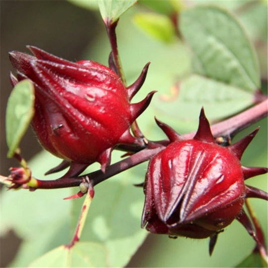 Roselle Seeds - 15+ Asian Sour Leaf Red Sorrell, Hibiscus sabdariffa, Florida Cranberry, Jamaican Tea, USA