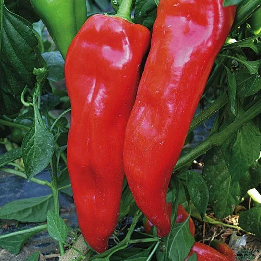 Pepper Seeds 30+ Corno Di Toro Rosso Italian Sweet Red - Capsicum annuum - Non-GMO, Heirloom Variety, USA Free Shipping