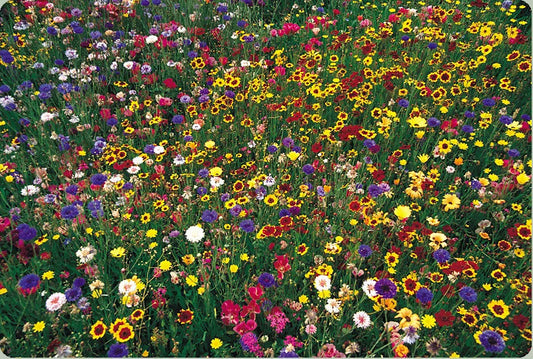Wildflower Seed Mix 1 lb Bulk 100% Natural Covers 4000 sq ft - Eco-Friendly Wildflowers for Garden Planting