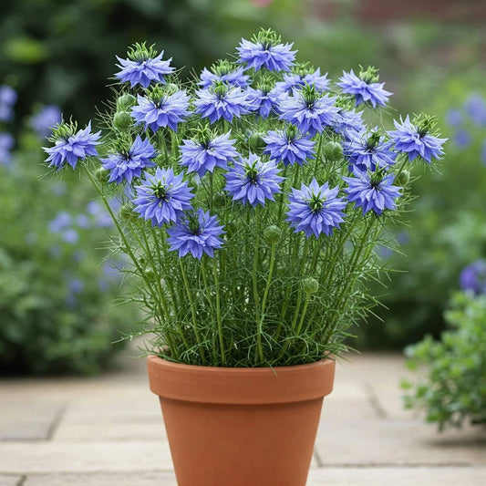 Nigella Seeds - Double Sky Blue - 100 Seeds - Love-in-a-Mist (Nigella damascena)