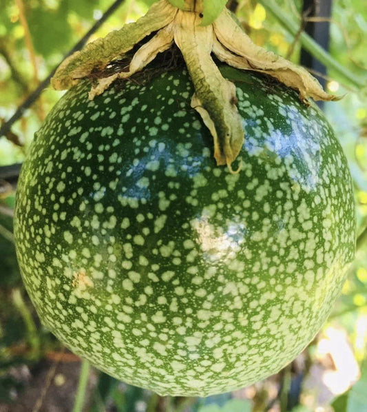 Purple Passion Fruit Plant 16" Tall - Passiflora edulis 'Possum' in 4" Pot - Edible Fruit Vine for Garden or Patio