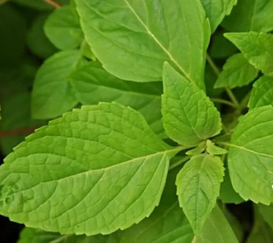 Clove Scented Basil Seeds 300+ Annual Herb Spice Aromatic Ocimum basilicum