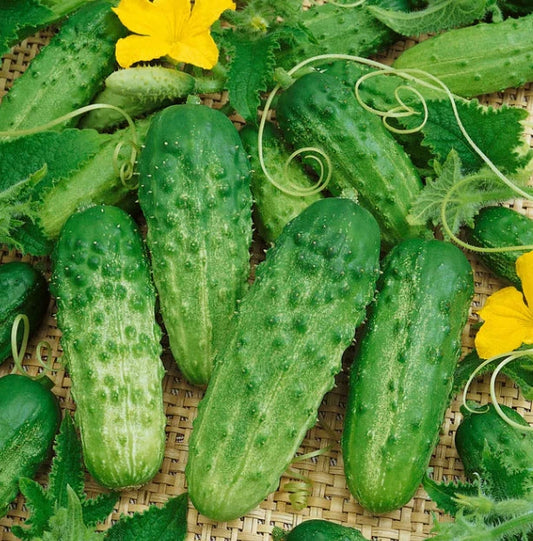 Cucumber Seeds 60 Count Burpless Bush Slicer F1 Non-GMO Container Variety