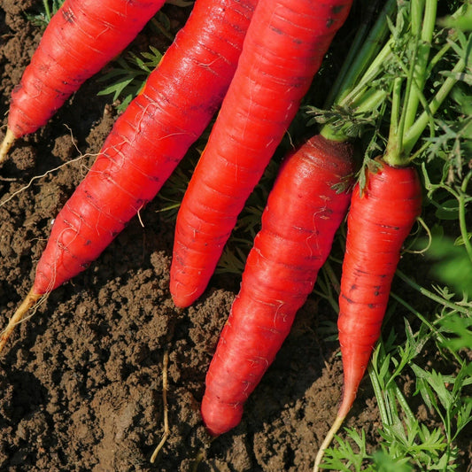 Atomic Red Carrot Seeds - Non-GMO, Lycopene Rich, Variety Sizes - Daucus carota