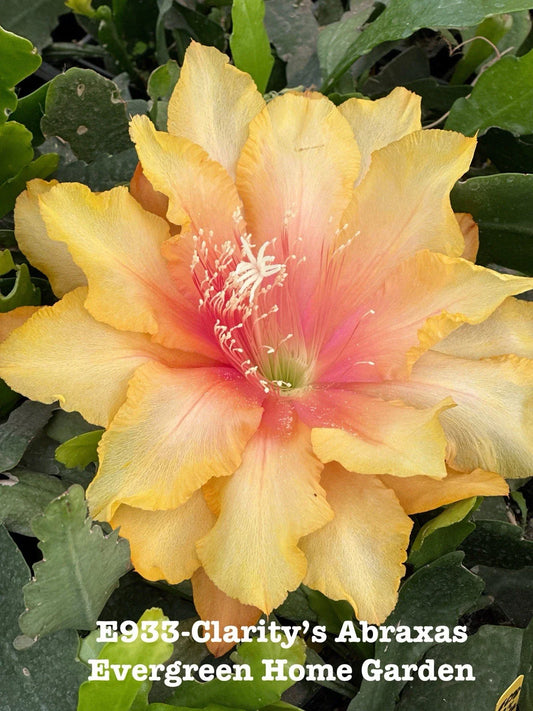Rooted Epiphyllum Orchid Cactus Plant in 4” Starter Pot - “Clarity’s Abraxas” - Exotic Houseplant for Indoor Gardens