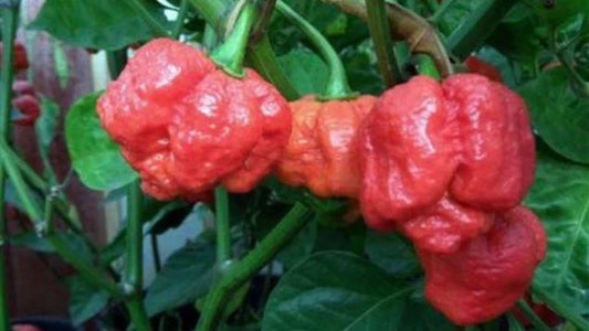 Trinidad Moruga Scorpion Hot Pepper Seeds - 15 Seeds - World's Hottest Variety (Capsicum chinense) - Fresh 2025