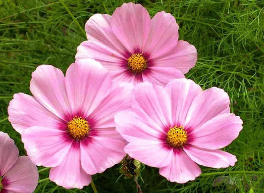 Cosmos Gloria Flower Seeds - 30 Fresh Seeds - Colorful Annual Blooms - Cosmos bipinnatus - Free USA Shipping