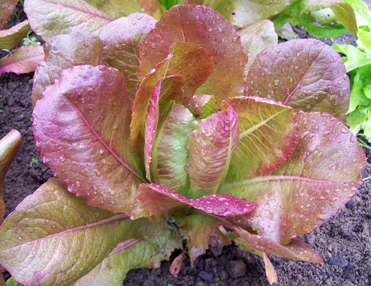 Rouge D'Hiver Lettuce Seeds 600+ Non-GMO French Romaine Vegetable - Lactuca sativa