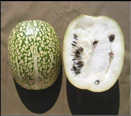 Shark Fin Melon Seeds - 5 Heirloom Chilacayote Fig Leaved Malabar Gourd - Very Rare (Sechium edule)
