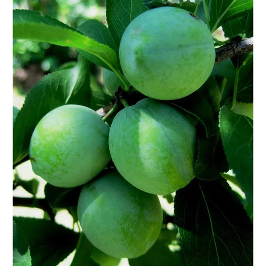 Dwarf Green Gage Plum Tree Bare Root - 3-4 Ft Rare Green Dessert Plum - Prunus domestica 'Green Gage'