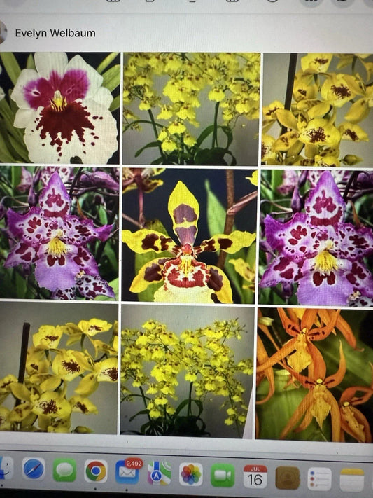 Orchid Plant Bulbs - 3 Surprise Bare Root Bulbs - No Pot, No Tag - Ideal for Gardening - Orchidaceae