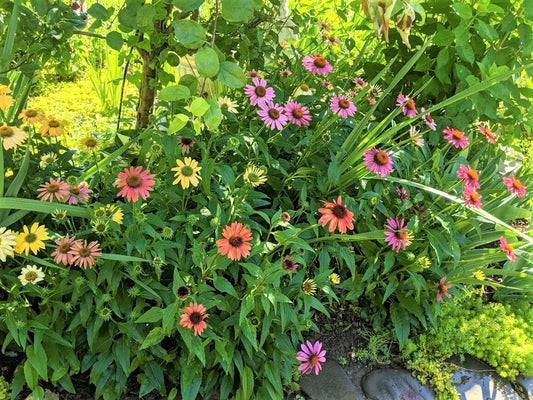 Echinacea Coneflower Plants - Cheyenne Spirit Variety - Perennials - 10 Plants - Colorful Garden Flowers